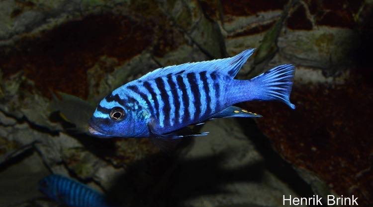 Maylandia sp. 'msobo heteropictus' Liuli